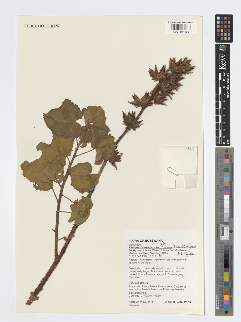 Hibiscus diversifolius subsp. rivularis photo 2