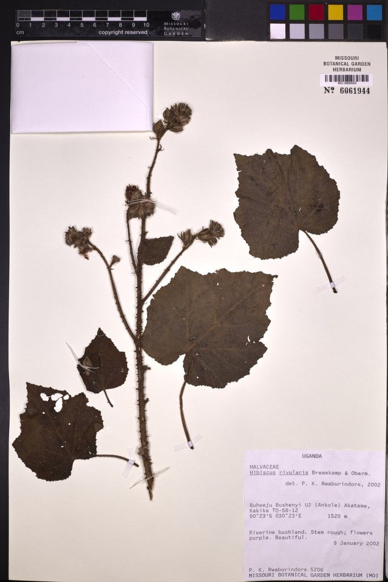 Hibiscus diversifolius subsp. rivularis photo 3