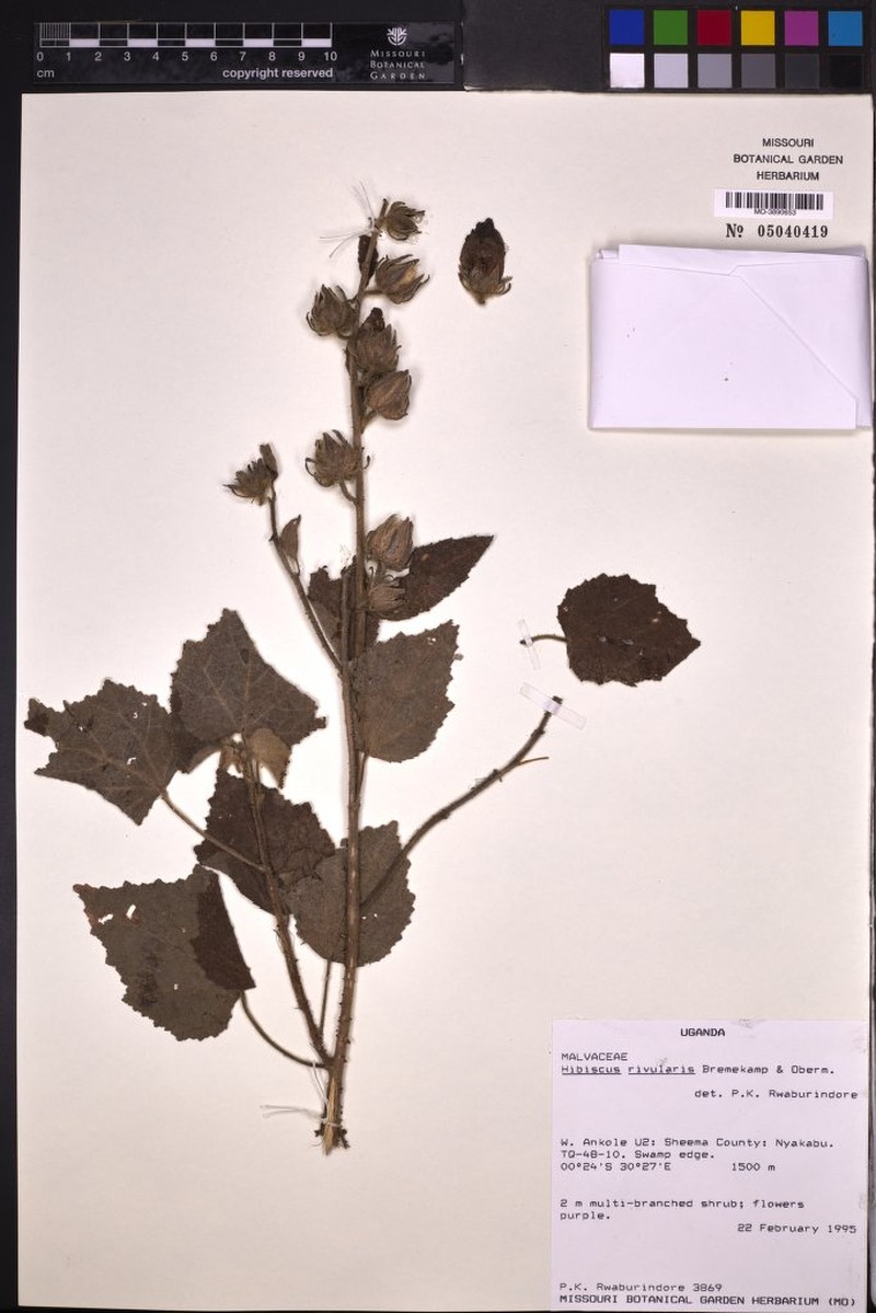 Hibiscus diversifolius subsp. rivularis photo 4