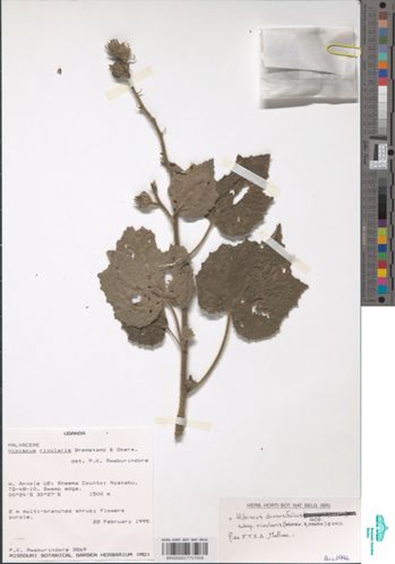 Hibiscus diversifolius subsp. rivularis photo 5