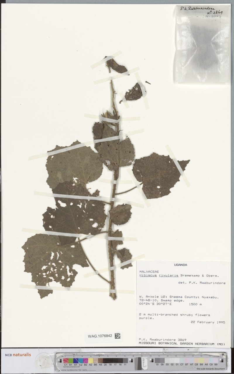 Hibiscus diversifolius subsp. rivularis photo 6