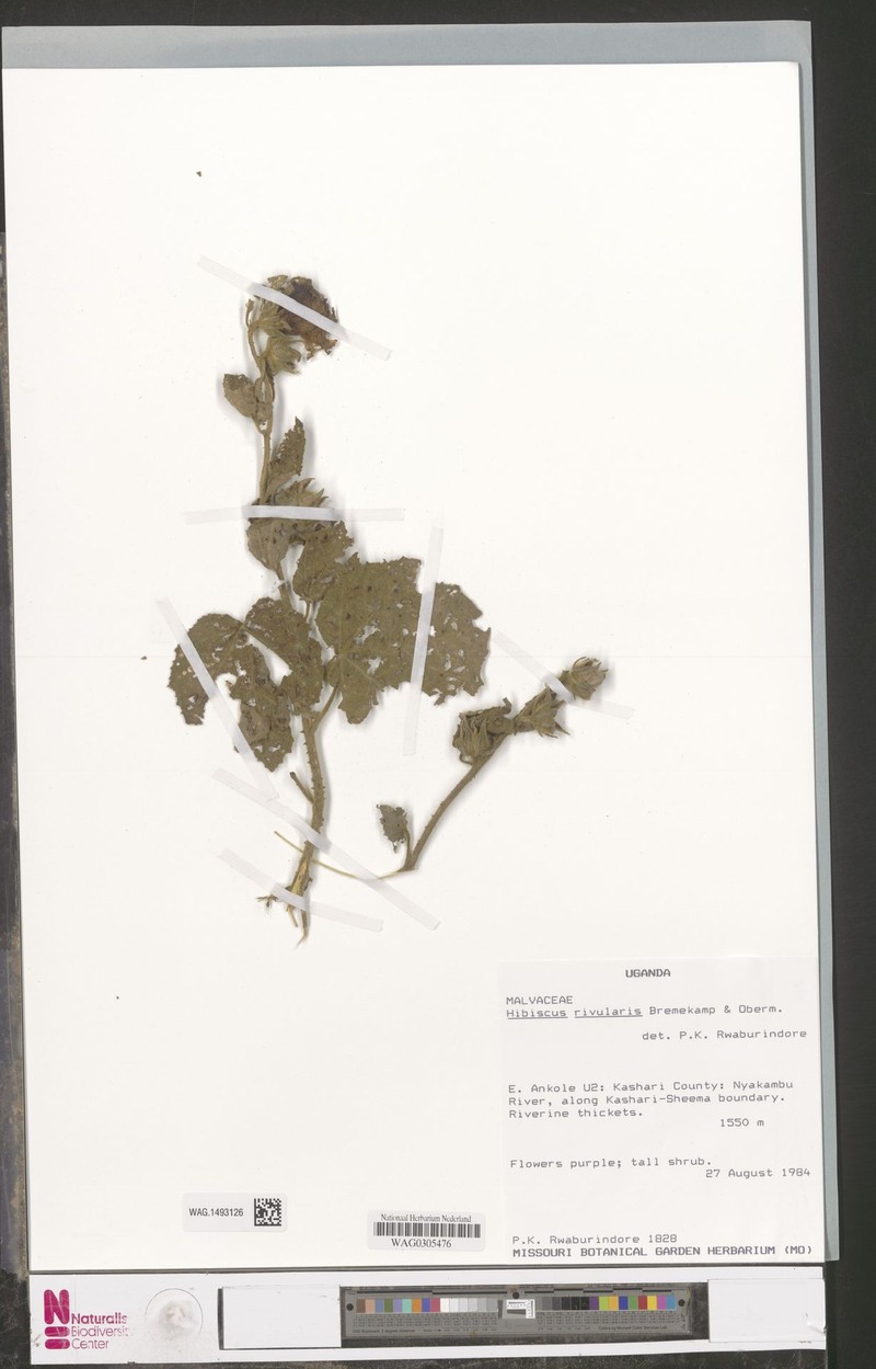 Hibiscus diversifolius subsp. rivularis photo 7