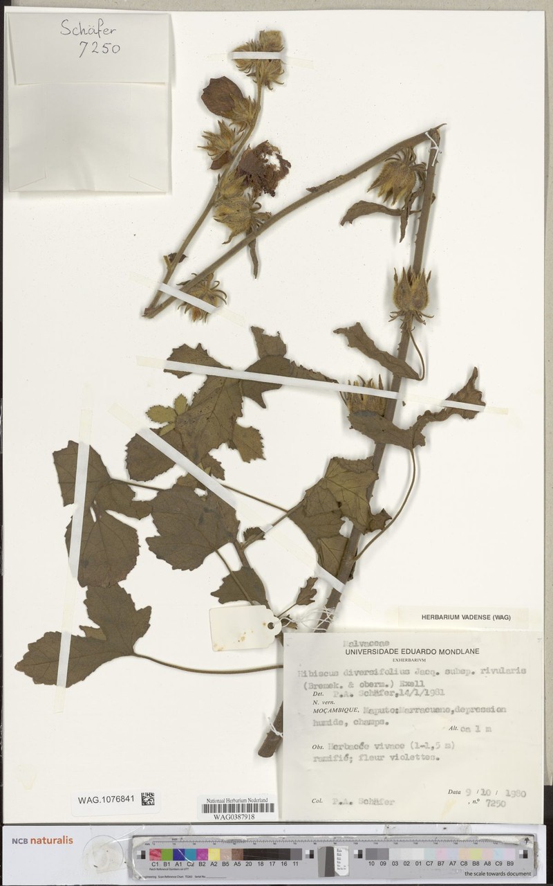 Hibiscus diversifolius subsp. rivularis photo 8