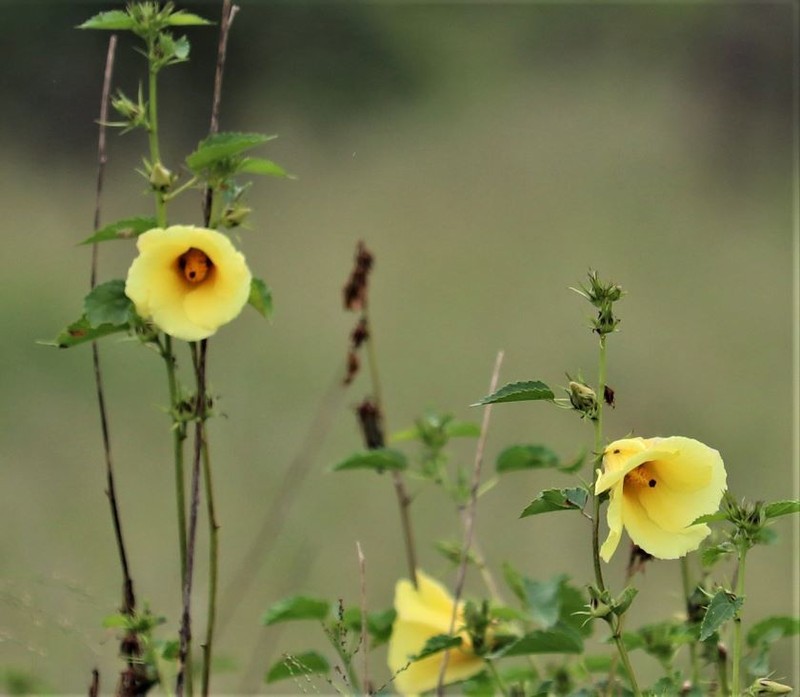 Hibiscus dongolensis