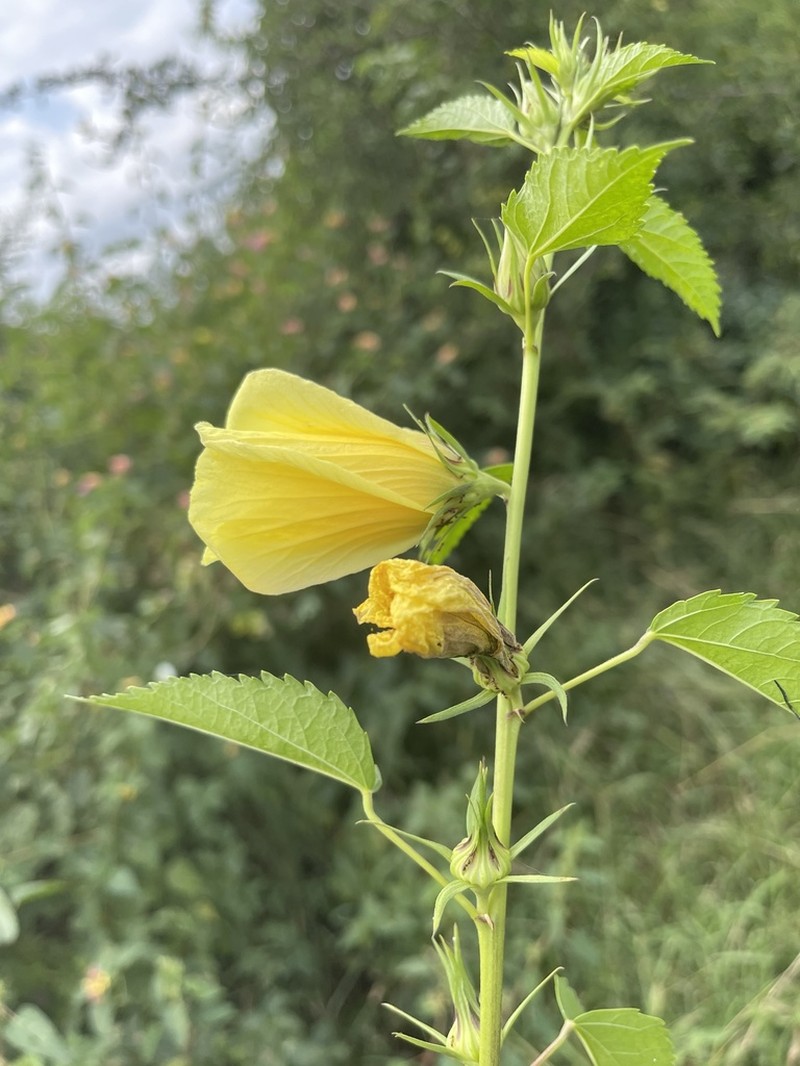 Hibiscus dongolensis photo 2