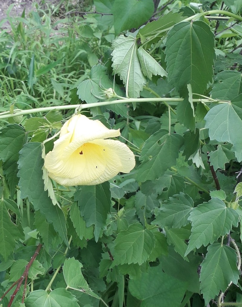 Hibiscus dongolensis photo 3