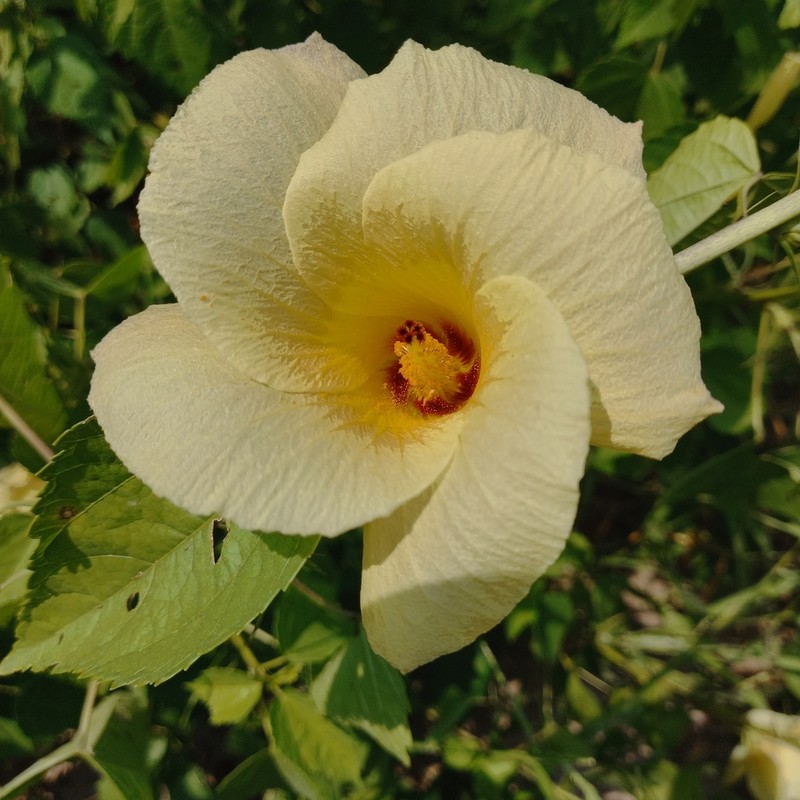 Hibiscus dongolensis photo 4