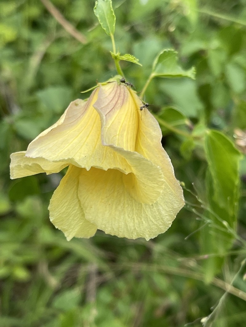 Hibiscus dongolensis photo 5