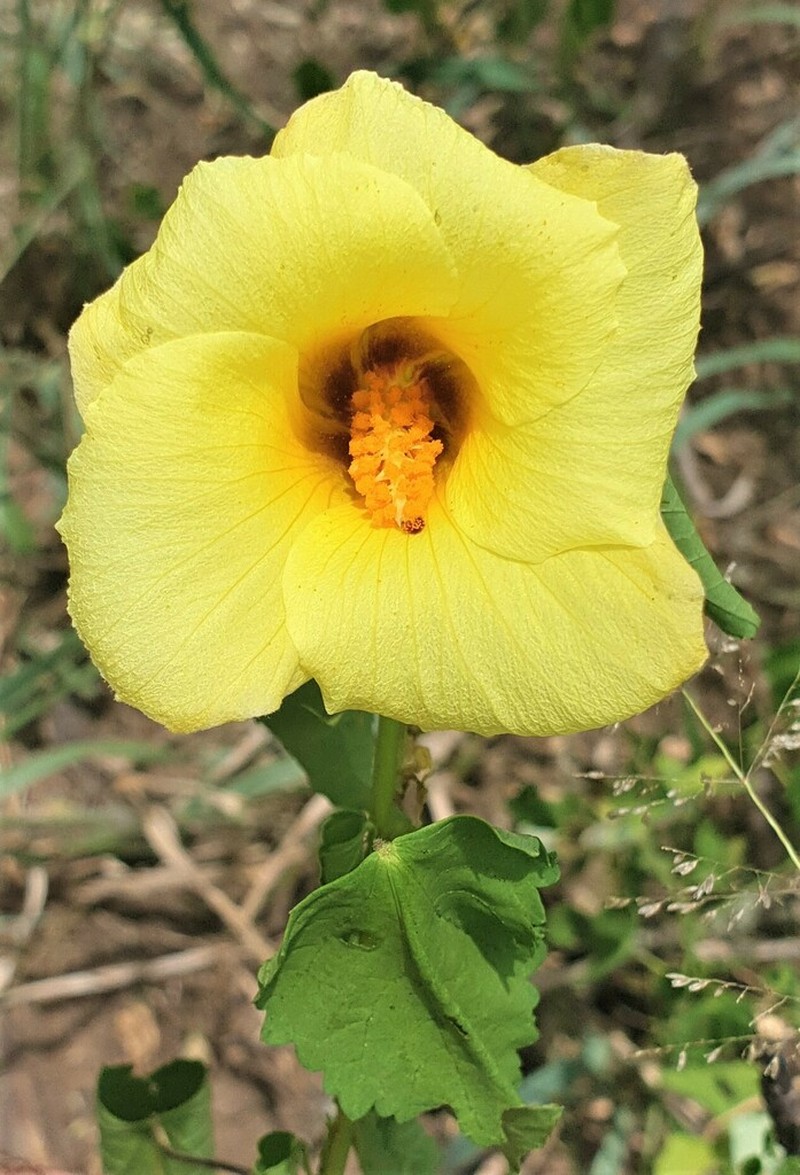 Hibiscus dongolensis photo 6