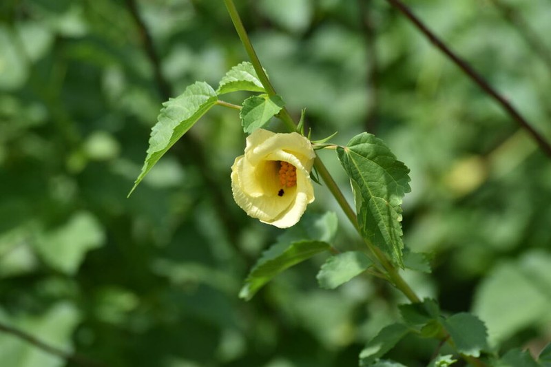 Hibiscus dongolensis photo 7