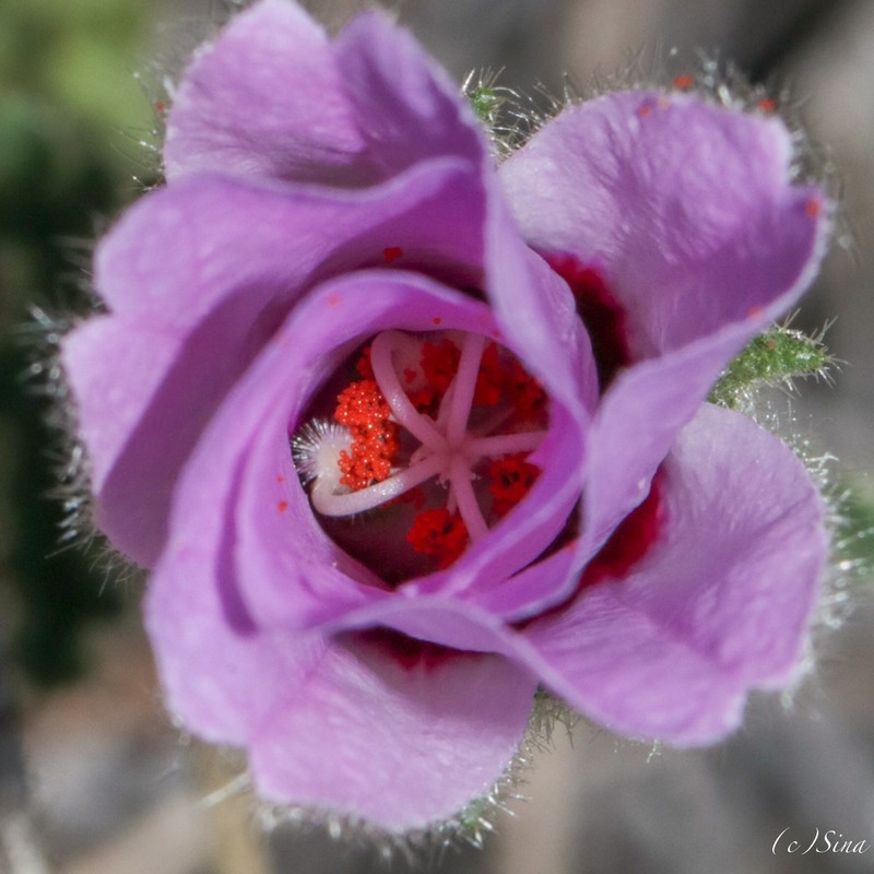 Hibiscus drummondii