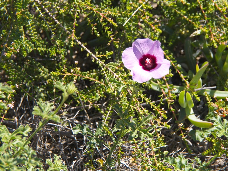 Hibiscus drummondii photo 2