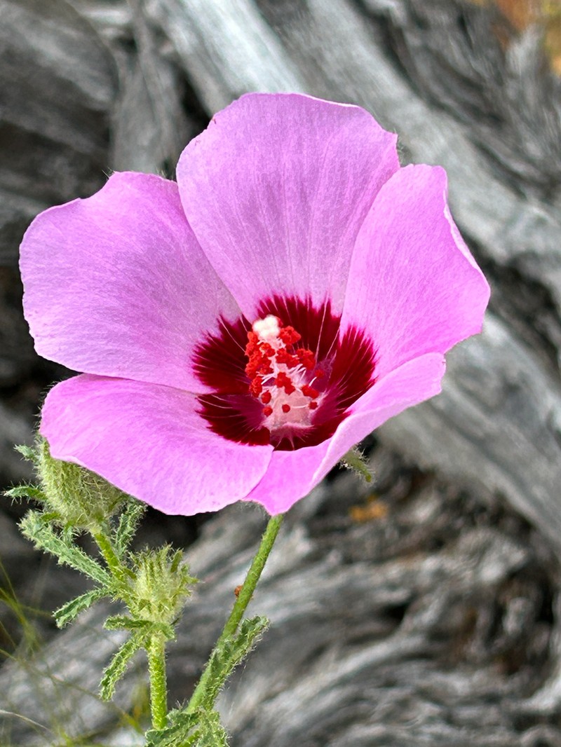 Hibiscus drummondii photo 3