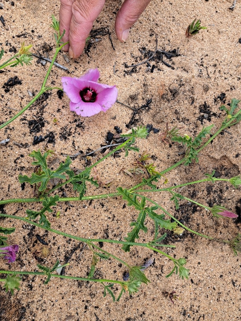 Hibiscus drummondii photo 4