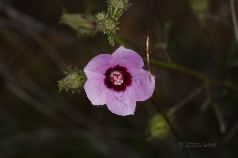 Hibiscus drummondii photo 5