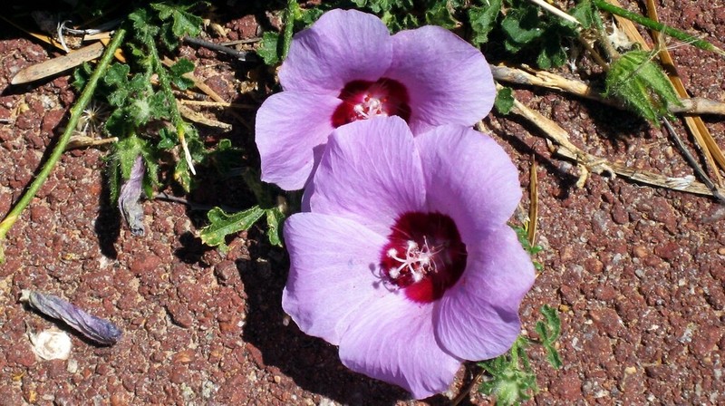 Hibiscus drummondii photo 6