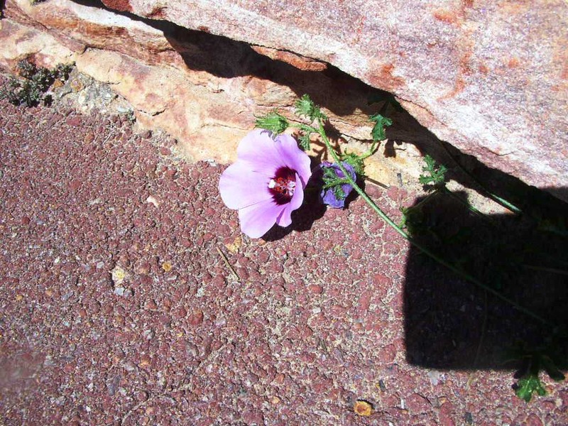 Hibiscus drummondii photo 8