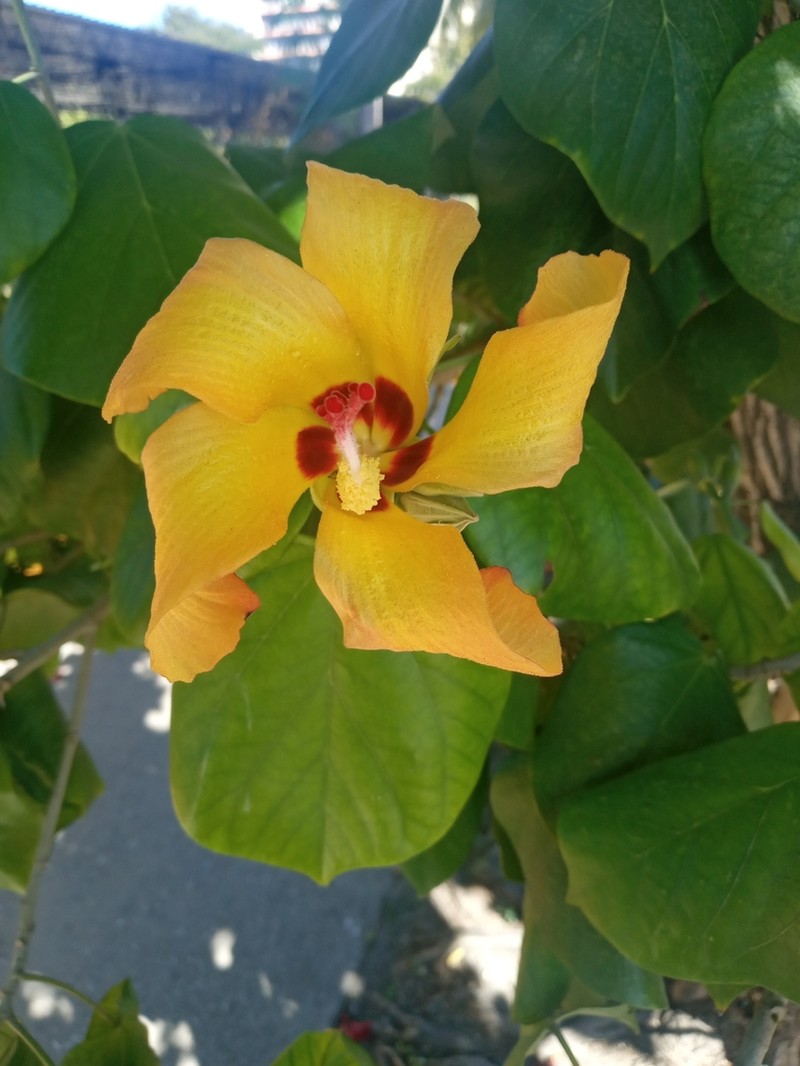 Mahoe photo 5