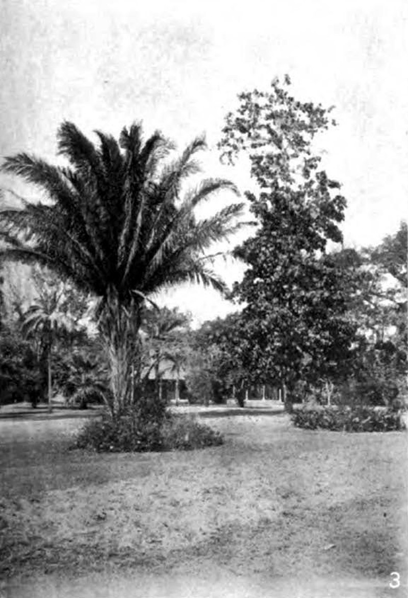 Mahoe photo 2