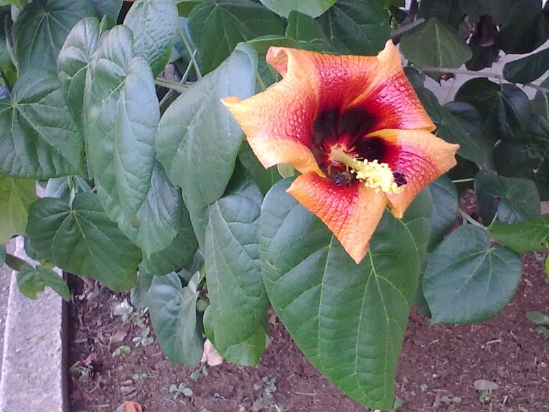 Mahoe photo 3