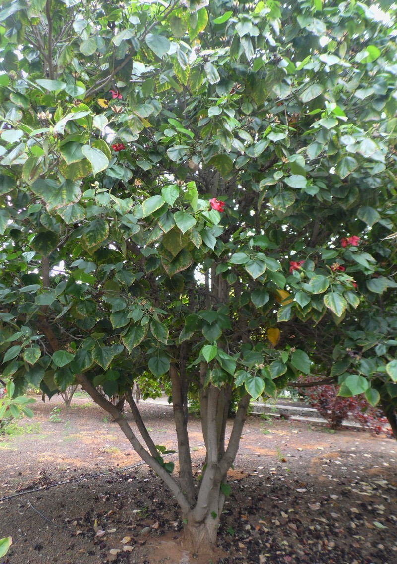 Mahoe photo 5