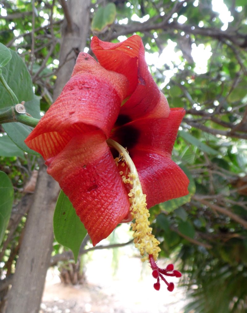Mahoe photo 7