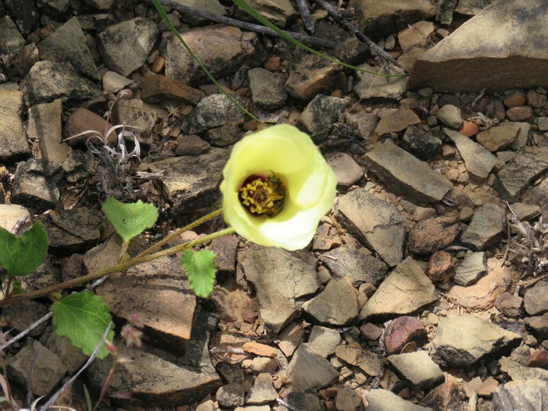 Hibiscus elegans photo 2