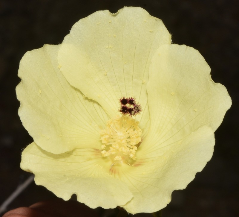 Hibiscus elegans photo 3