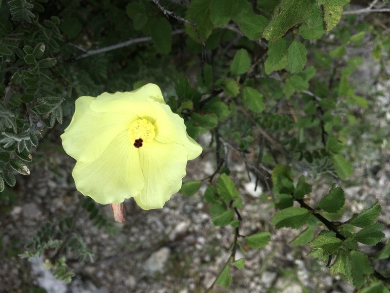 Hibiscus elegans photo 4