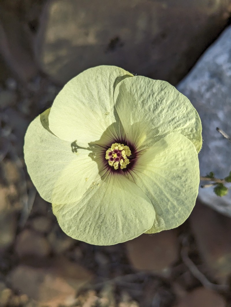 Hibiscus elegans photo 5