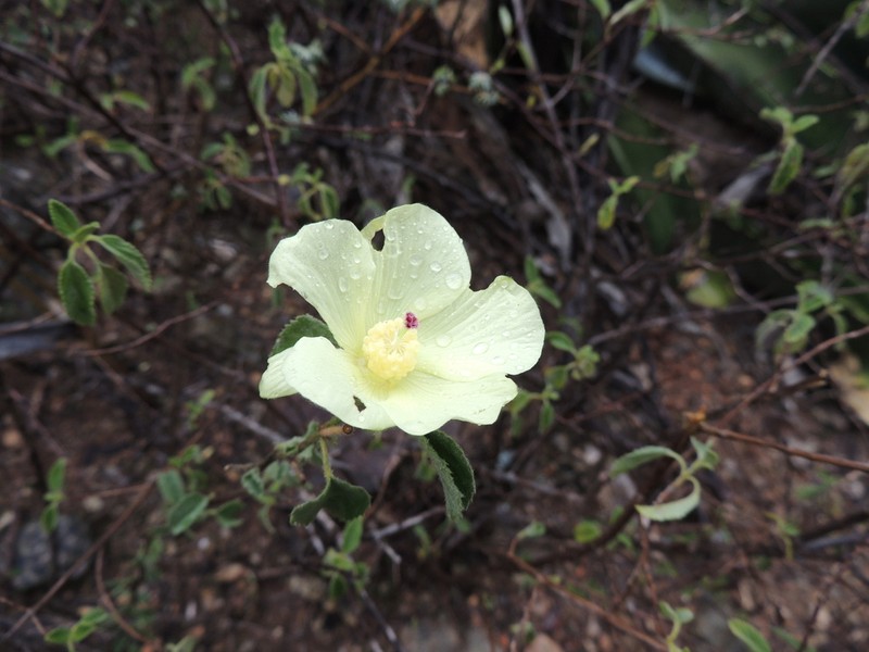 Hibiscus elegans photo 7