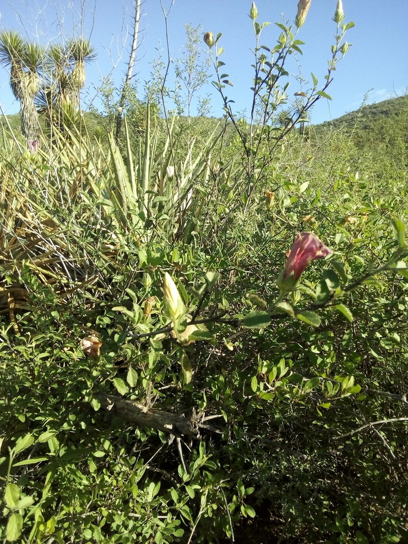 Hibiscus elegans photo 8
