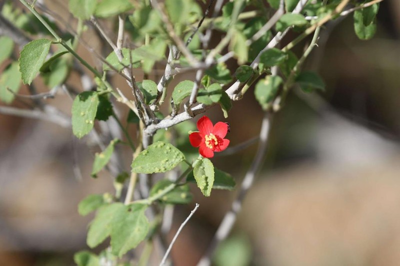 Hibiscus elliottiae