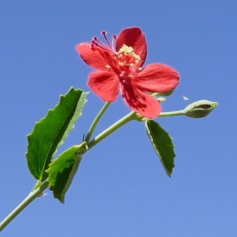 Hibiscus elliottiae photo 2