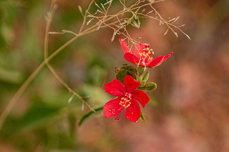 Hibiscus elliottiae photo 3