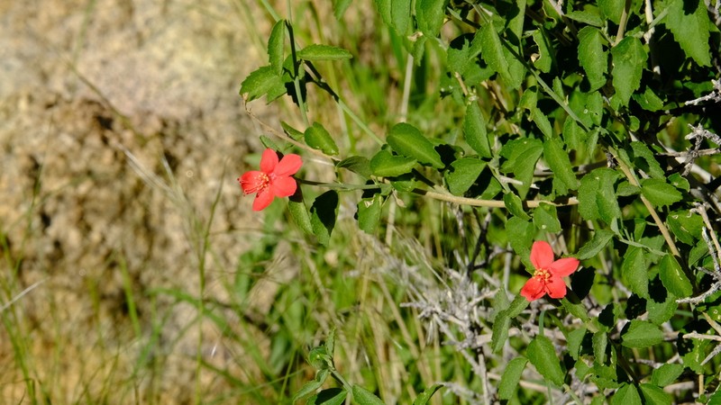 Hibiscus elliottiae photo 4