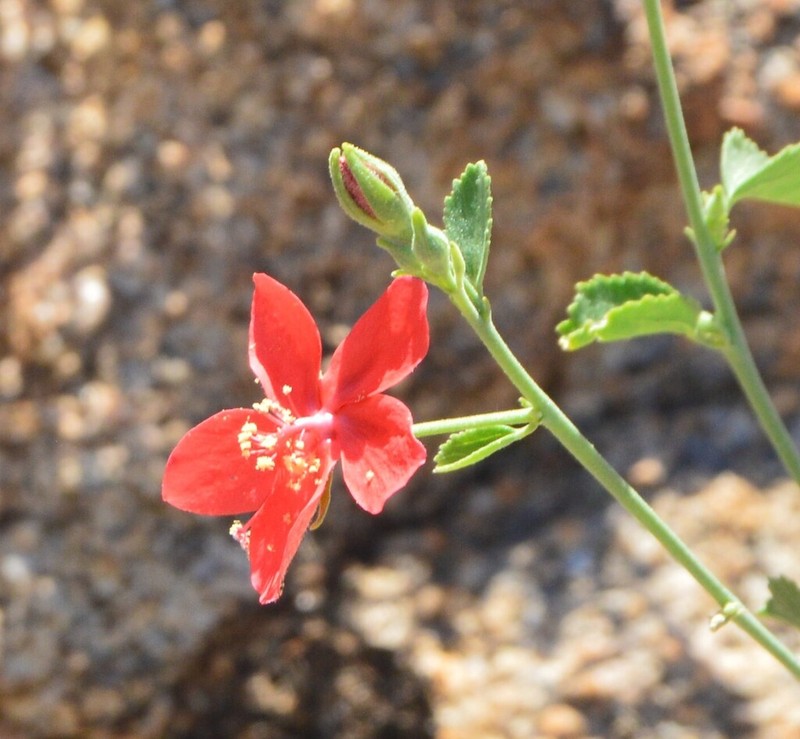 Hibiscus elliottiae photo 5
