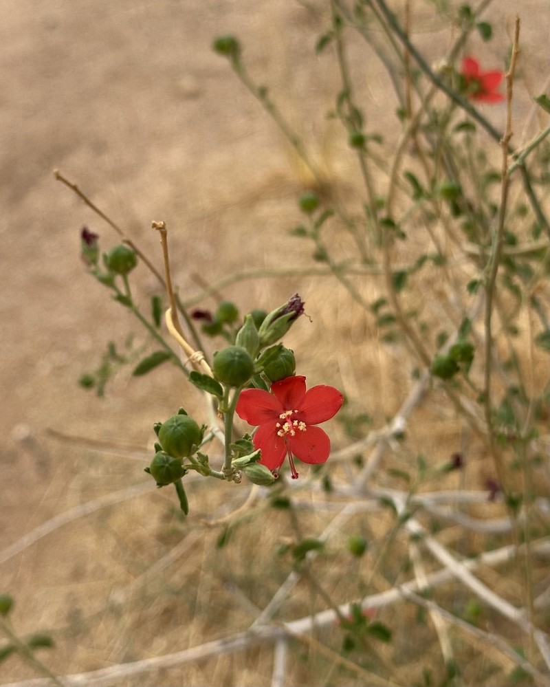 Hibiscus elliottiae photo 6