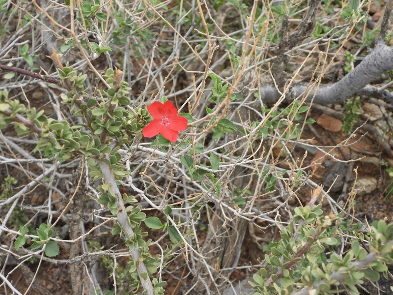 Hibiscus elliottiae photo 7