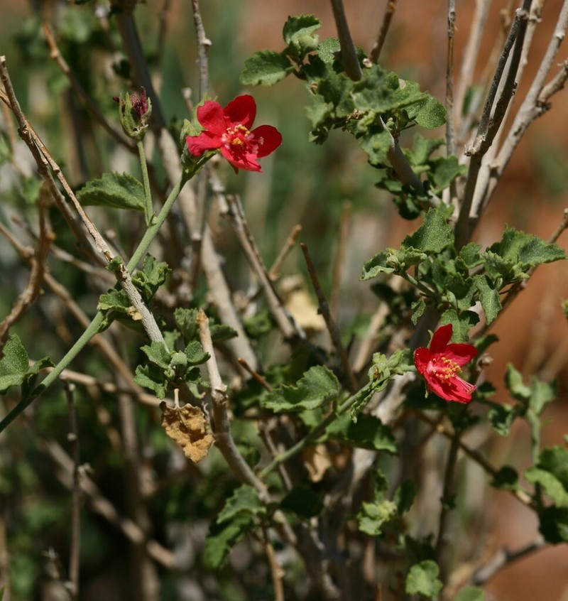 Hibiscus elliottiae photo 8