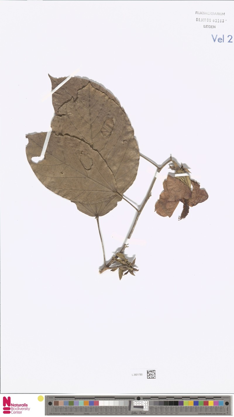 Hibiscus ellipticifolius