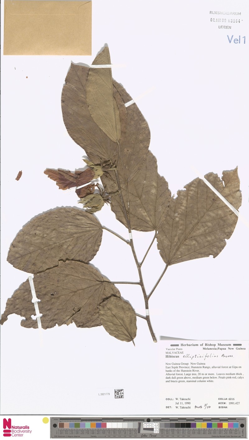 Hibiscus ellipticifolius photo 2