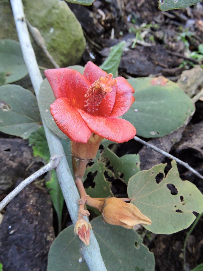 Hibiscus ellisii photo 2