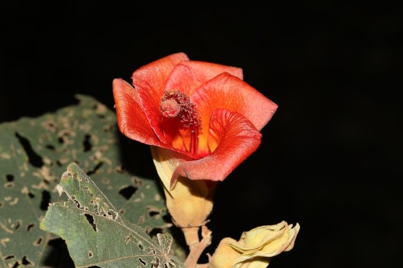 Hibiscus ellisii photo 5