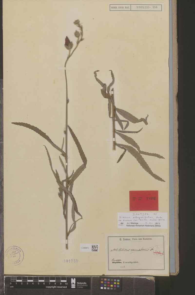 Hibiscus elongatifolius photo 2