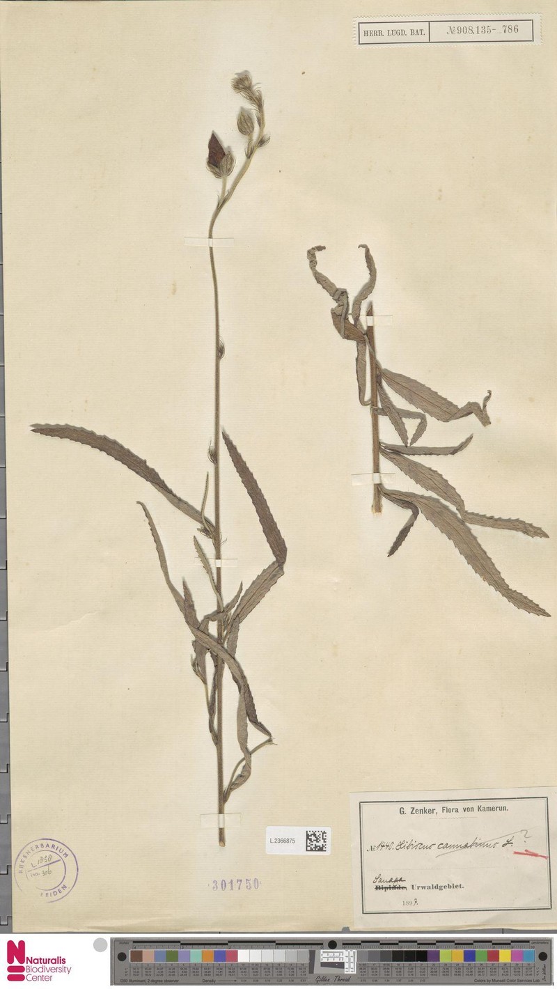 Hibiscus elongatifolius