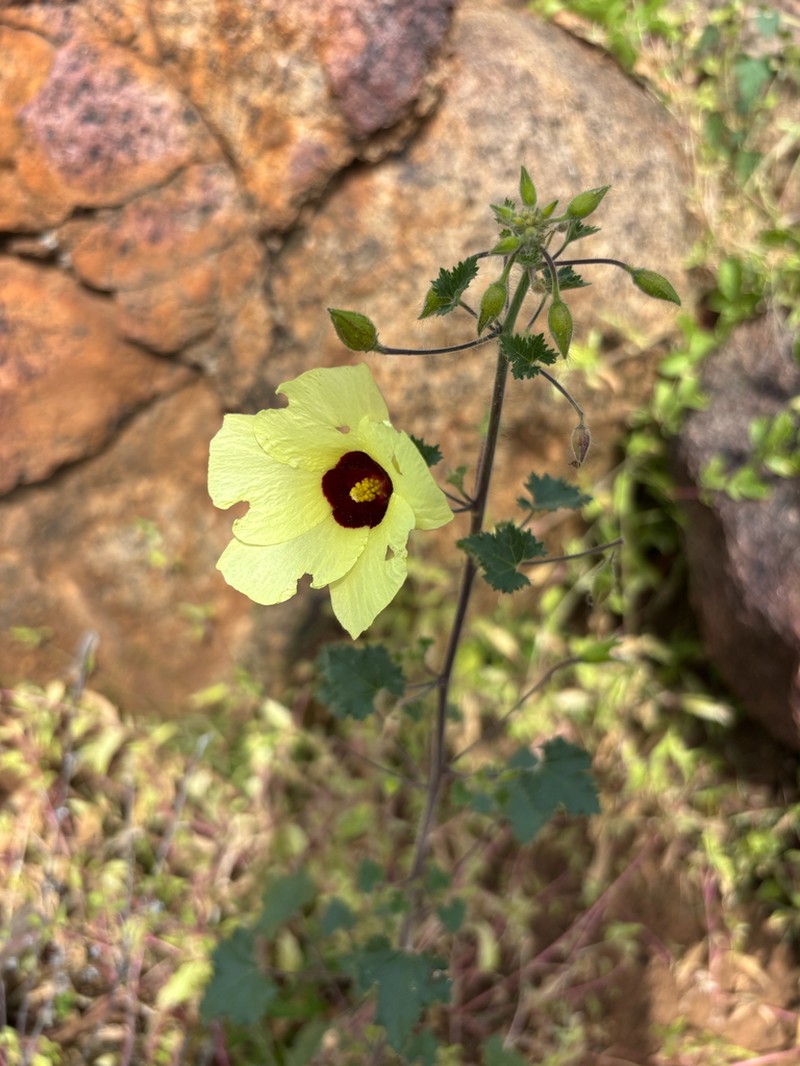 Hibiscus engleri