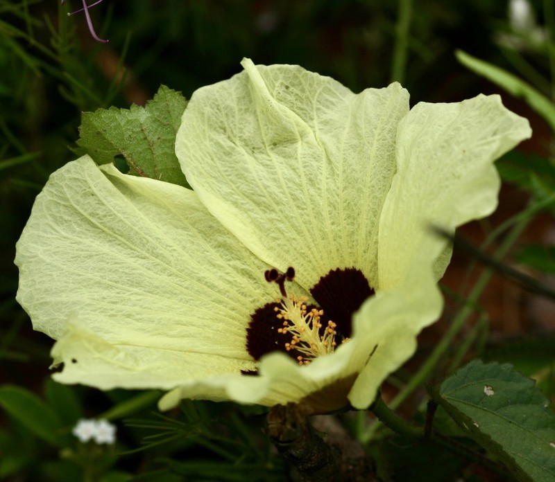 Hibiscus engleri photo 2