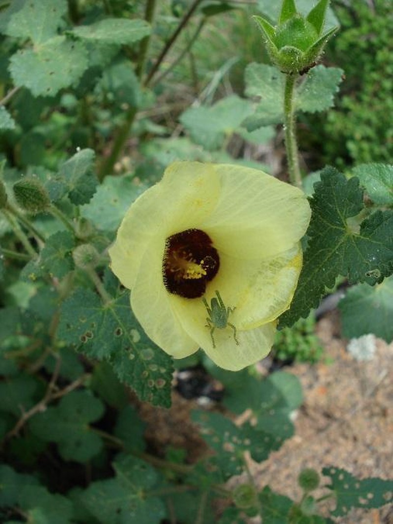 Hibiscus engleri photo 3