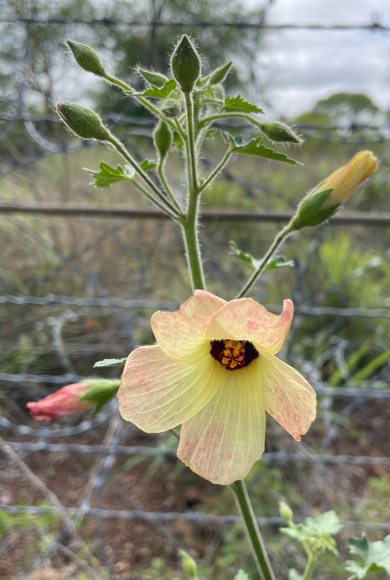 Hibiscus engleri photo 4